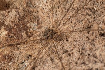 Media type: image;   Invertebrate Zoology 151588
